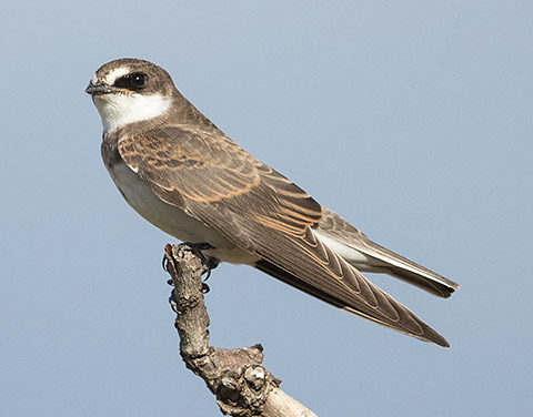 Banded Martin